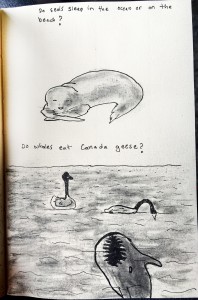 canada geese and seals