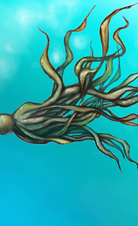 Bull Kelp