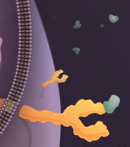 The Bursa of Fabricius and its role in antibody diversification