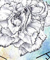Sketch of a carnation