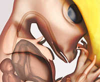 3D Model and Render of a Chick Embryo
