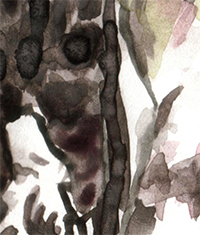 Falcon watercolor
