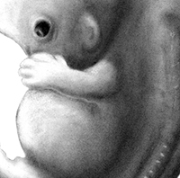 Carbon Dust Fetus Drawing