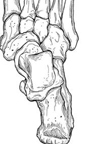Bones of the feet