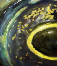 Study of a frog eye