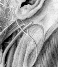 Carbon dust study of neck anatomy